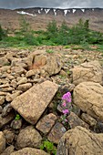 Alpine catchfly (Silene suecica)