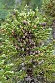 Black spruce (Picea mariana)