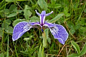 Beachhead iris (Iris setosa)