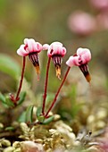 Cranberry (Vaccinium sp.) flowers
