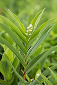 Star-flowered solomon's seal (Maianthemum stellatum)