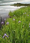 Blue flag iris (Iris versicolor)