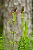 Water horsetail (Equisetum fluviatile)