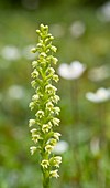 White mountain orchid (Pseudorchis albida ssp. straminea)