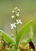 Three-leaf Solomon's-seal (Maianthemum trifolium)