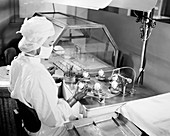 Egg-based typhus research, 1947