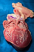 Sheep's heart dissection