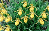 Yellow lady's slipper, Cypripedium parviflorum var pubescens