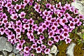 Purple mountain saxifrage (Saxifraga oppositifolia)