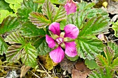 Arctic bramble (Rubus arcticus) flowers