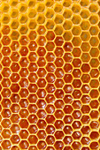 Cells of honeycomb