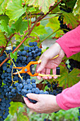 Handpicking grape harvest