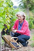 Handpicking grape harvest