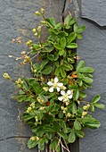 Three-toothed cinquefoil (Sibbaldiopsis tridentata)