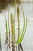 Marsh arrowgrass (Triglochin palustris)