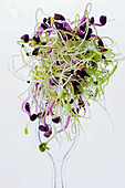Sprouts of the alfalfa plant