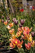 Tulip (Tulipa 'Antoinette') flowers
