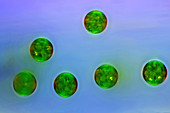 Green algae, light micrograph