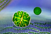 Desmid, algae and sphagnum moss, light micrograph