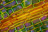 Canadian pondweed, light micrograph
