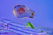 Testate amoeba and desmid, light micrograph