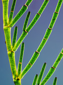 Cladophora green algae, light micrograph