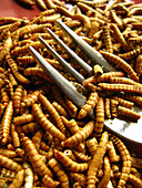 Edible insects