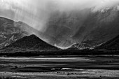 Water buffalo and monsoon, India