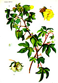 Cotton (Gossypium obtusifolium), 20th Century illustration