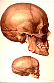 Human skulls compared, 19th Century illustration