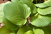 Plantain lily (Hosta 'August Moon')