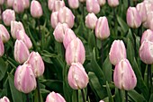 Tulips (Tulipa 'Sweet Flag')