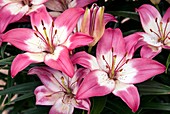 Asiatic lily (Lilium 'Perfect Joy')
