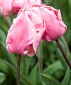 Tulips (Tulipa 'Sugar Love')