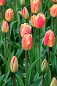 Tulips (Tulipa 'Oxford Elite')