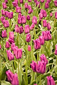 Tulips (Tulipa 'Passionale')