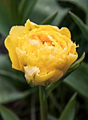 Tulip (Tulipa 'Vaya Con Dios')