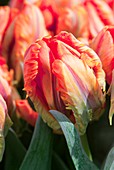 Tulip (Tulipa 'Irene Parrot')