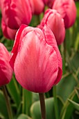 Tulip (Tulipa 'Design Impression')