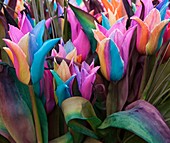 Rainbow tulips (Tulipa sp.), dyed artificially