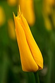 Tulip (Tulipa 'Flashback')