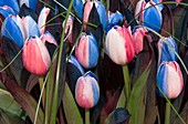 Rainbow tulips (Tulipa sp.), dyed artificially