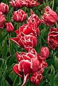 Tulips (Tulipa 'Paul Rubens')