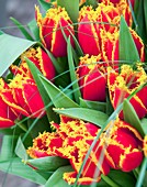 Tulips (Tulipa 'Fabio')