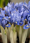 Iris (Iris reticulata 'Alida')