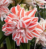 Amaryllis (Hippeastrum sp.)