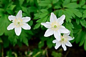 Wood anemone flowers