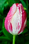 Tulip and raindrops