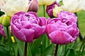 Tulips 'Purple Peony'
