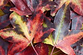 Downy Japanese maple leaves